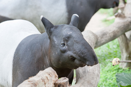 南美貘貘在科尔科瓦多国家公园哥斯达黎加中美洲丛林中巴西貘,貘类