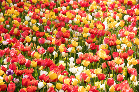盛开的郁金香花背景的多色图片