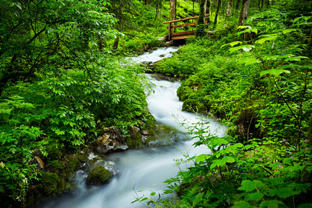 小溪森林图片-小溪森林素材-小溪森林插画-摄图新视界