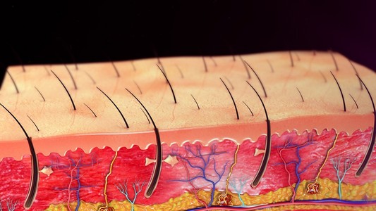 人类的皮肤解剖插画