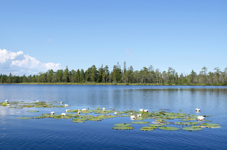 湖 Leshchevo，Kareliya 俄罗斯