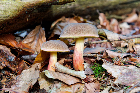 在一片森林中的野生蘑菇