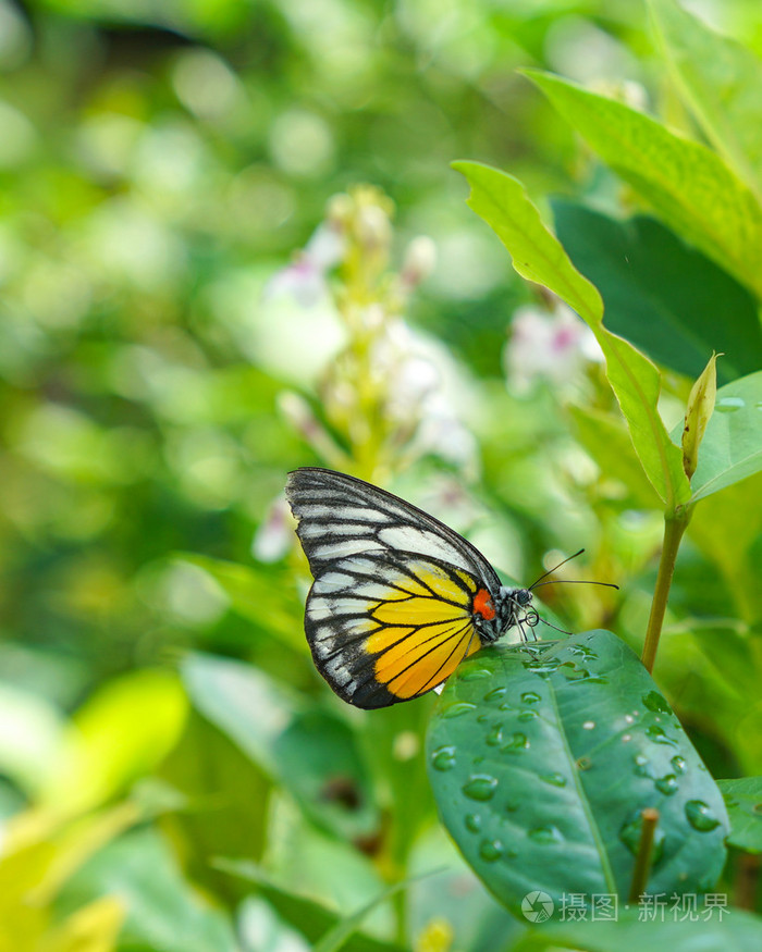 paninted耶洗别蝴蝶在花园里