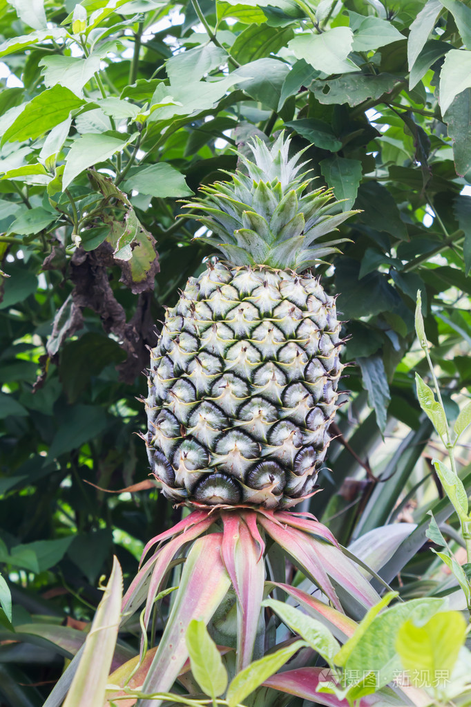 新鲜的绿色菠萝果树在热带花园美景