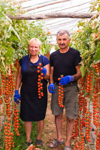 农业 园艺 中年和人们观念高级的女人和男人收获樱桃番茄温室农场作物。家族企业