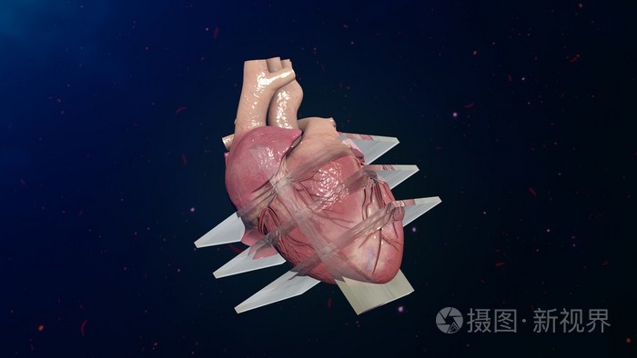 人类的心脏超声心动图