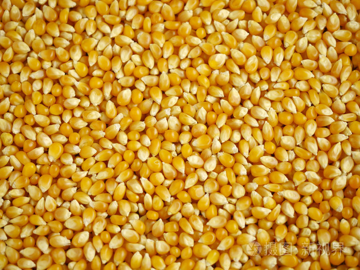 玉米籽粒背景照片-正版商用图片0exgit-摄图新视界