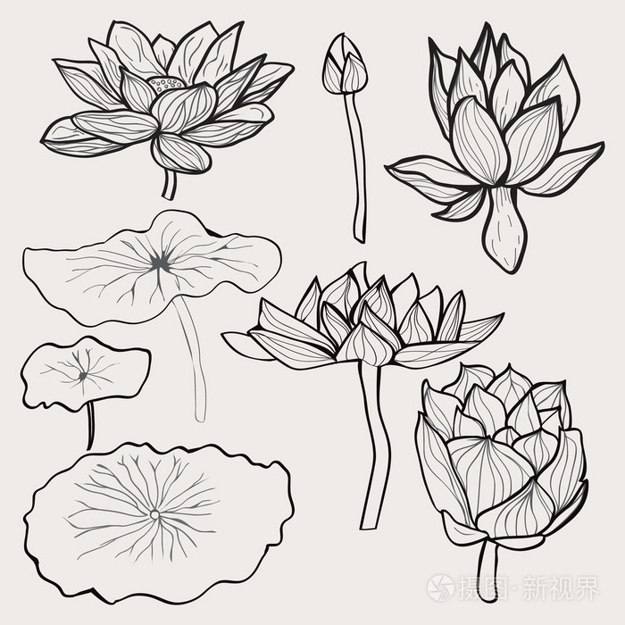 美丽的单色手绘制的莲花花和叶插画-正版商用图片0exhdz-摄图新视界