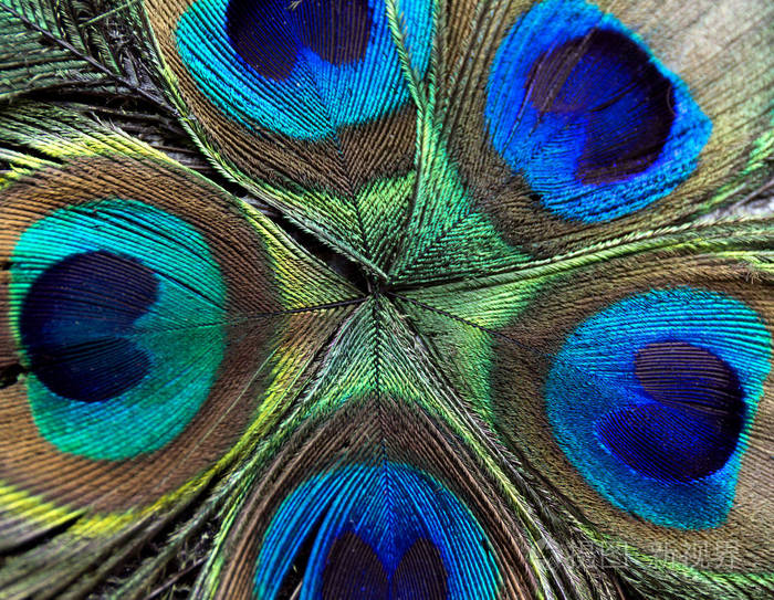 美丽的孔雀羽毛.关闭绿色和蓝色模糊背景.宏焦模式