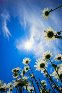 蓝蓝的天空，明媚的阳光与背景的雏菊