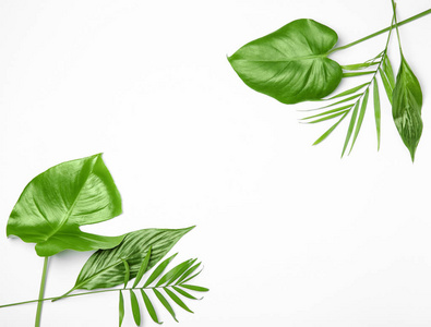 在白色的热带树叶照片