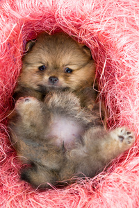 博美犬小狗在粉红色的装饰巢