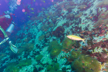 珊瑚礁在湛蓝清澈的海水中潜水者