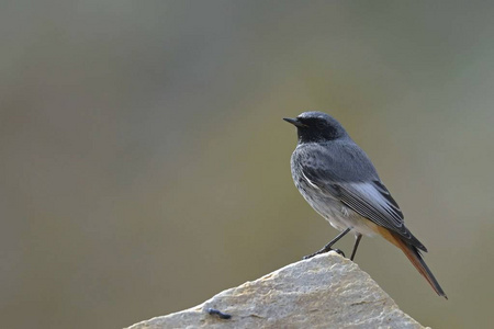 黑鸲 Phoenicurus ochruros, 克里特岛