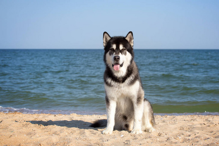 棕色阿拉斯加犬图片