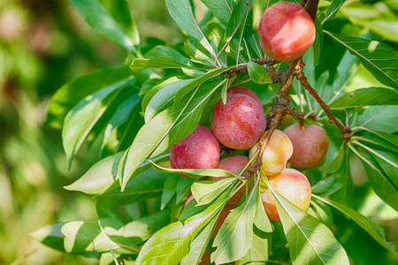 熟透的水蜜桃水果桃果园里的树枝上