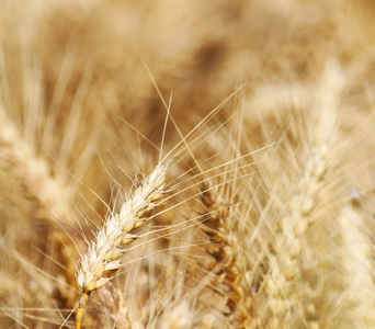 小麦领域背景和纹理