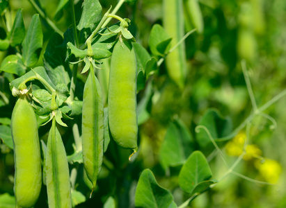 绿豌豆的特写图片