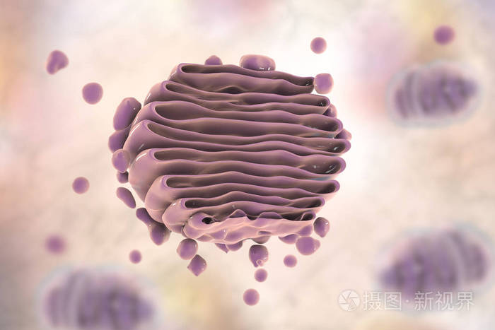 高尔基体的特写视图