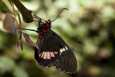 有毒的蝴蝶图片