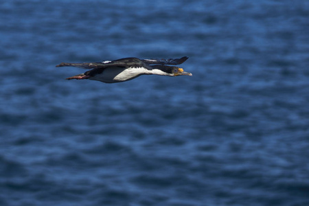 帝国的 Phalacrocorax atriceps albiventer 飞越福克兰群岛上的岛屿上的海岸上的海