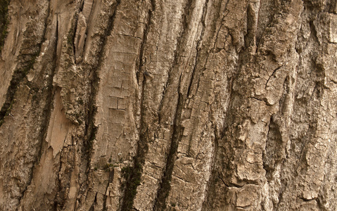 树的树皮纹理。自然背景