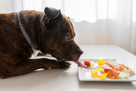 狗破坏食物排列。火腿切片和黄色西瓜白色桌子上。狗正在舔着食物