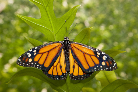 绿色帝王蝶飞图片