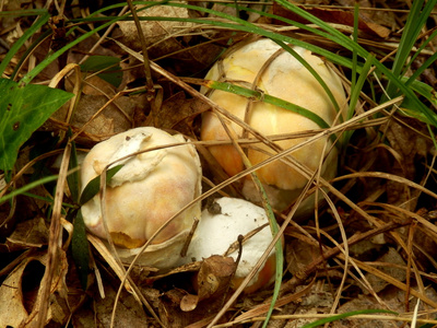 节设计在森林的食用鹅膏菌三七蘑菇红色鹅膏菌-有毒蘑菇神奇的植物