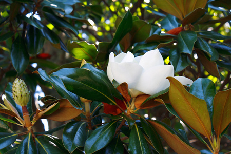 叶丛美丽的热带玉兰花的叶丛照片