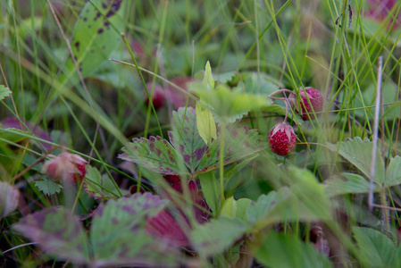 很多野生草莓