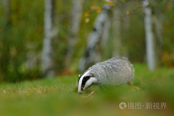 獾在森林动物自然栖所