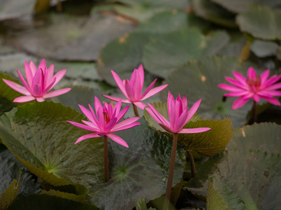 粉红色的颜色新鲜莲藕鲜花盛开