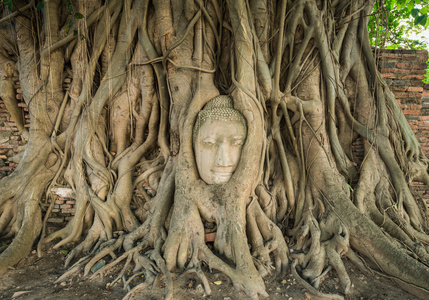 石团长佛依偎在菩提树的根的拥抱