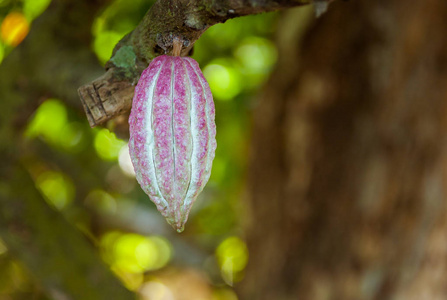 从 ambanja，马达加斯加可可豆荚