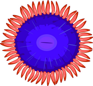 白色背景上的 Zoanthus