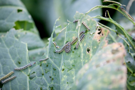 整体上卷心菜叶削减在花园里的很多绿色的虫子照片