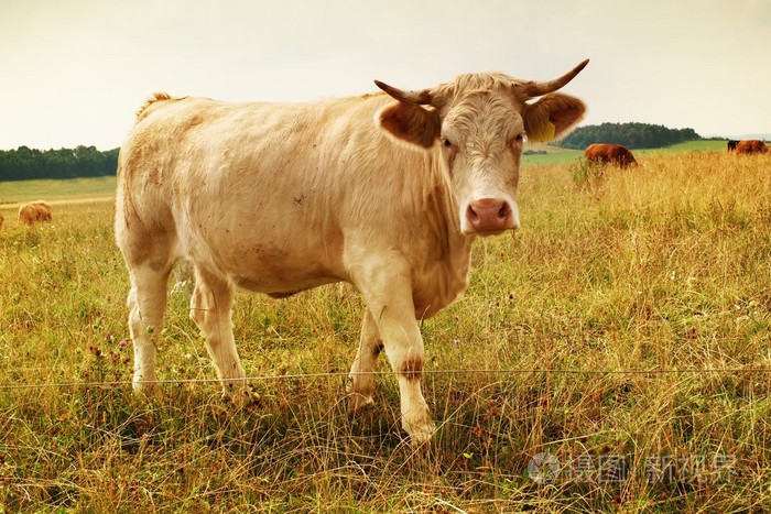 白色的牛在草地上吃草热阳光灿烂的日子对草甸与黄色的草茎苍蝇坐在