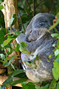 考拉 袋灰 是粗壮的树栖有袋动物食草动物，以原产于澳大利亚