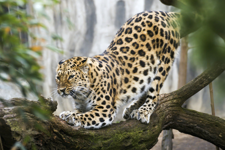 猫科金钱豹侧柏图片