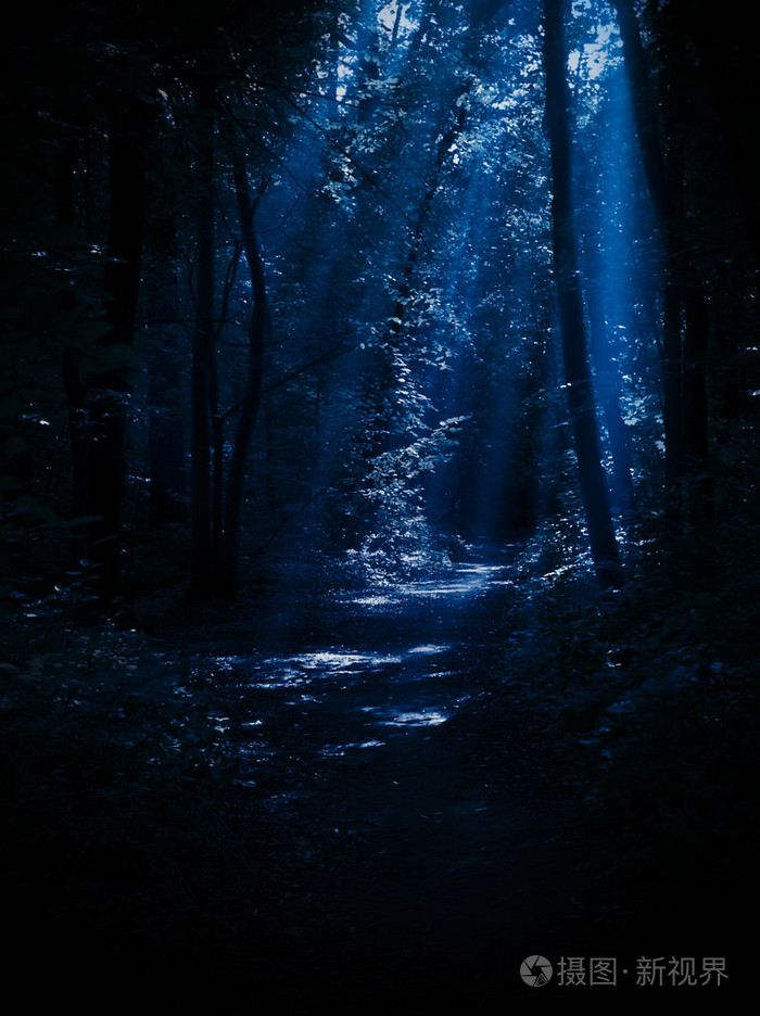 夜森林
