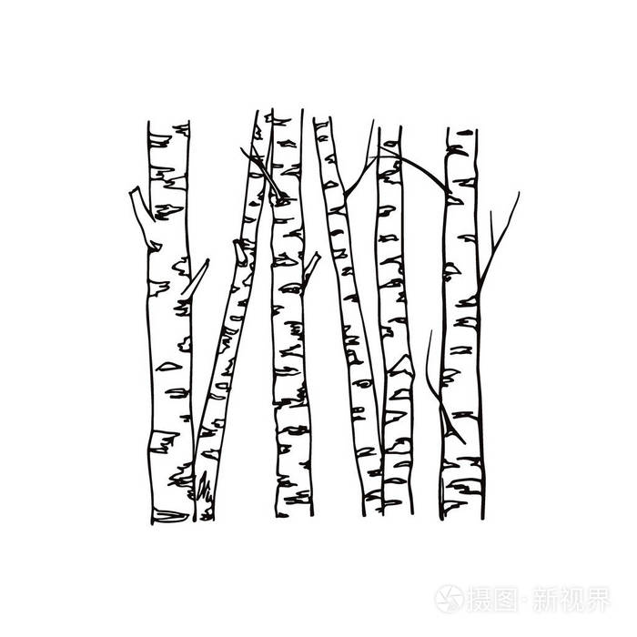 手绘桦木树干插画-正版商用图片0eyda7-摄图新视界