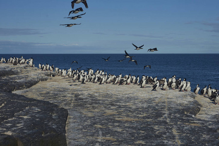 Phalacrocorax atriceps albiventer 在福克兰群岛的海岸上的大群帝国粗毛