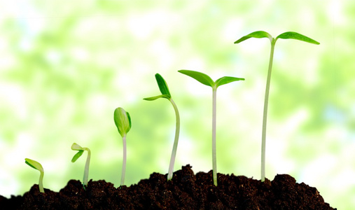 新生命的成长照片