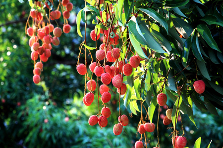 鲜荔枝 (荔枝) 在泰国北部的果园照片