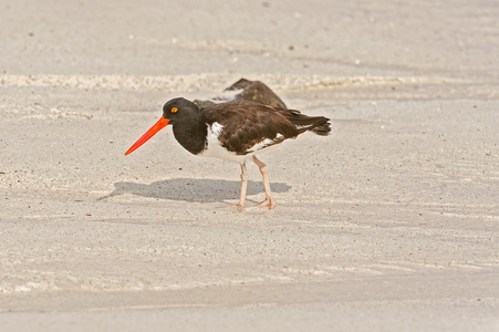 美国蛎鹬，Haematopus palliatus，寻找食物