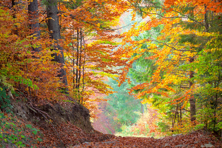 美丽的秋天树木多彩的森林，黄色，绿色