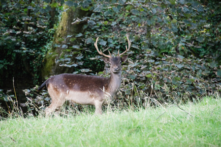 雄鹿的小鹿图片