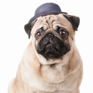 在帽子的哈巴狗狗的肖像。英俊的帕格在帽子隔离