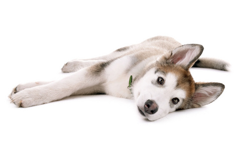 可爱小狗躺在白色孤立的阿拉斯加雪橇犬